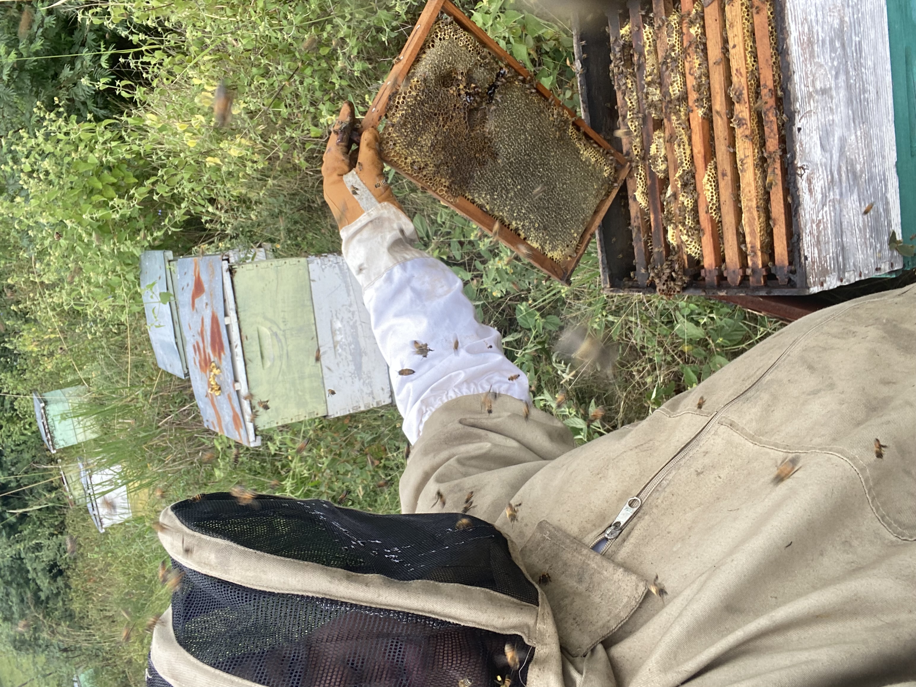 Centrifuge extractor for Honey